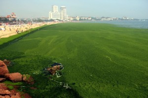 plage de qingdao recouverte d'algues vertes
