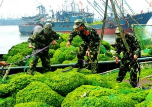 nettoyage des plages de qingdao recouvertes d'algues vertes