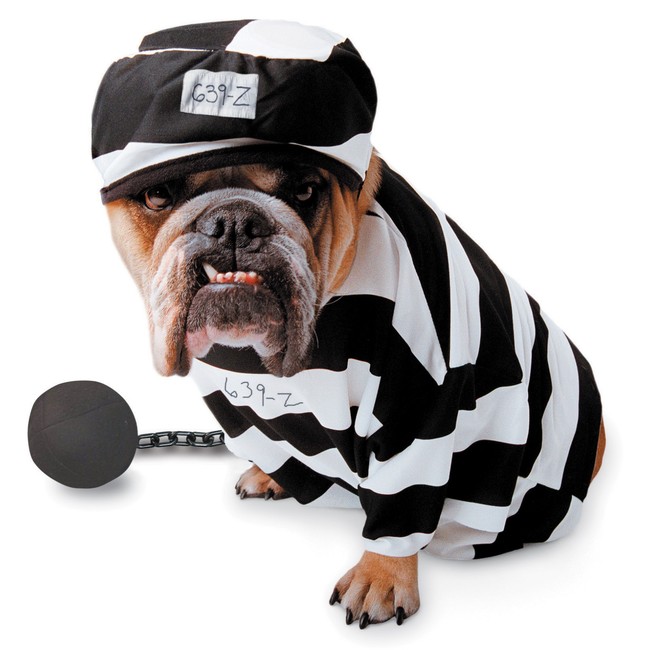 chien en habits de prisonnier