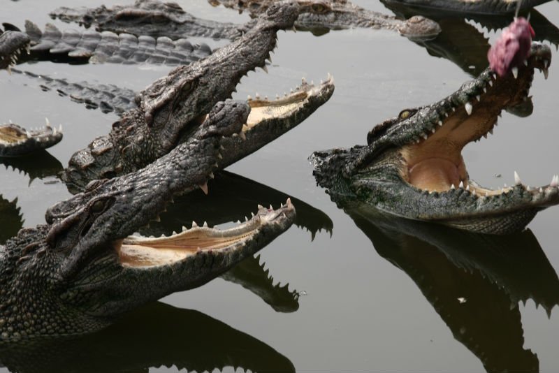 crocodiles la gueule ouverte