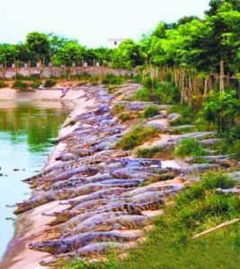 des crocodiles évadés d'une ferme d'élevage en chine