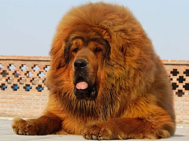 chien dogue tibétain