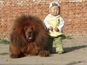 enfant chinois accompagné d'un dogue du tibet