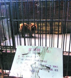chien à la place d'un lion en cage