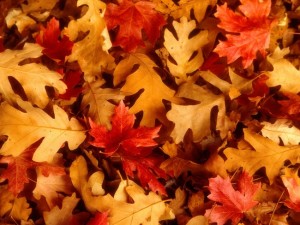 feuilles mortes d'arbre à l'automne