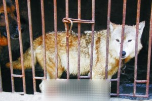 loup en cage dans la province du henan