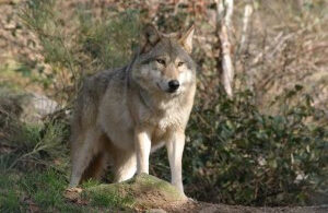 loup chinois de mongolie