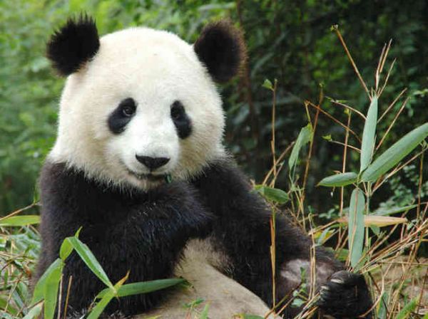 panda assis