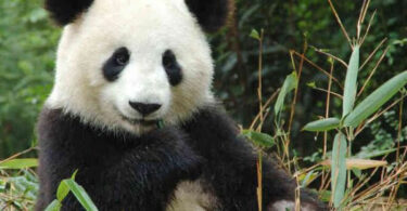 panda assis