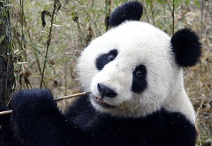 panda en train de manger