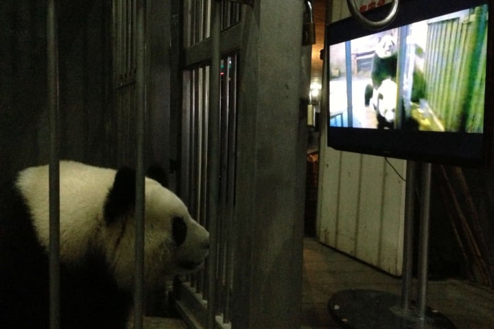 femelle panda en train de regarder une vidéo d'accouplement