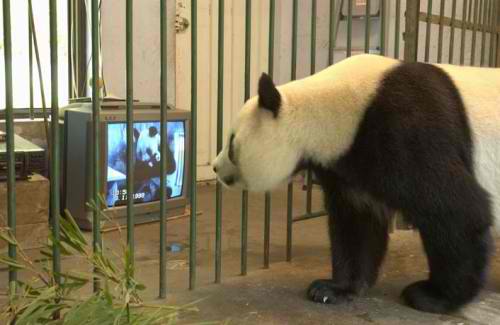 panda géant regardant la télévision