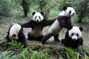 groupe de panda en liberté