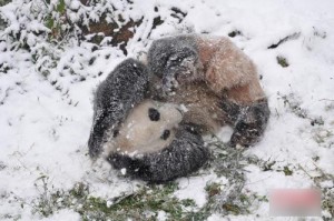pandas géants sous la neige en chine