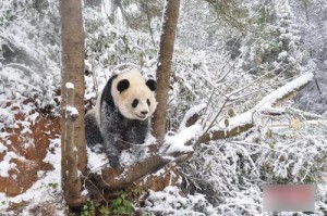 pandas géants sous la neige en chine