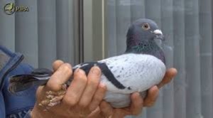 pigeon-bolt-02