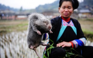 rat chinois des bambous