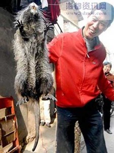rat des bambous chinois capturé