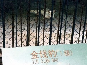 renard dans la cage des léopard dans un zoo chinois