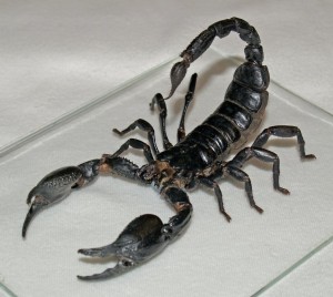 scorpion menaçant
