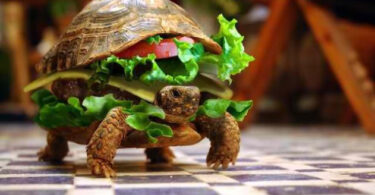 tortue déguisée en hamburger