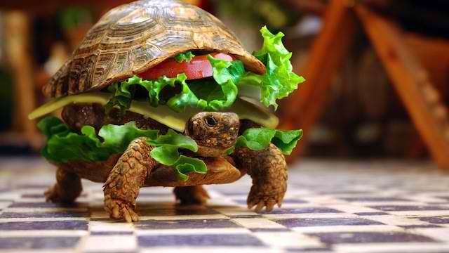 tortue déguisée en hamburger