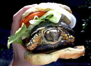 tortue cachée dans un hamburger