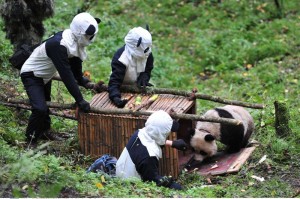 First captive panda born in semi-wild environment to be released into the wild, Wolong, Sichuan Province, China - 07 Oct 2012